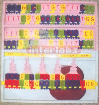 DNA MODEL AND COPY DNA